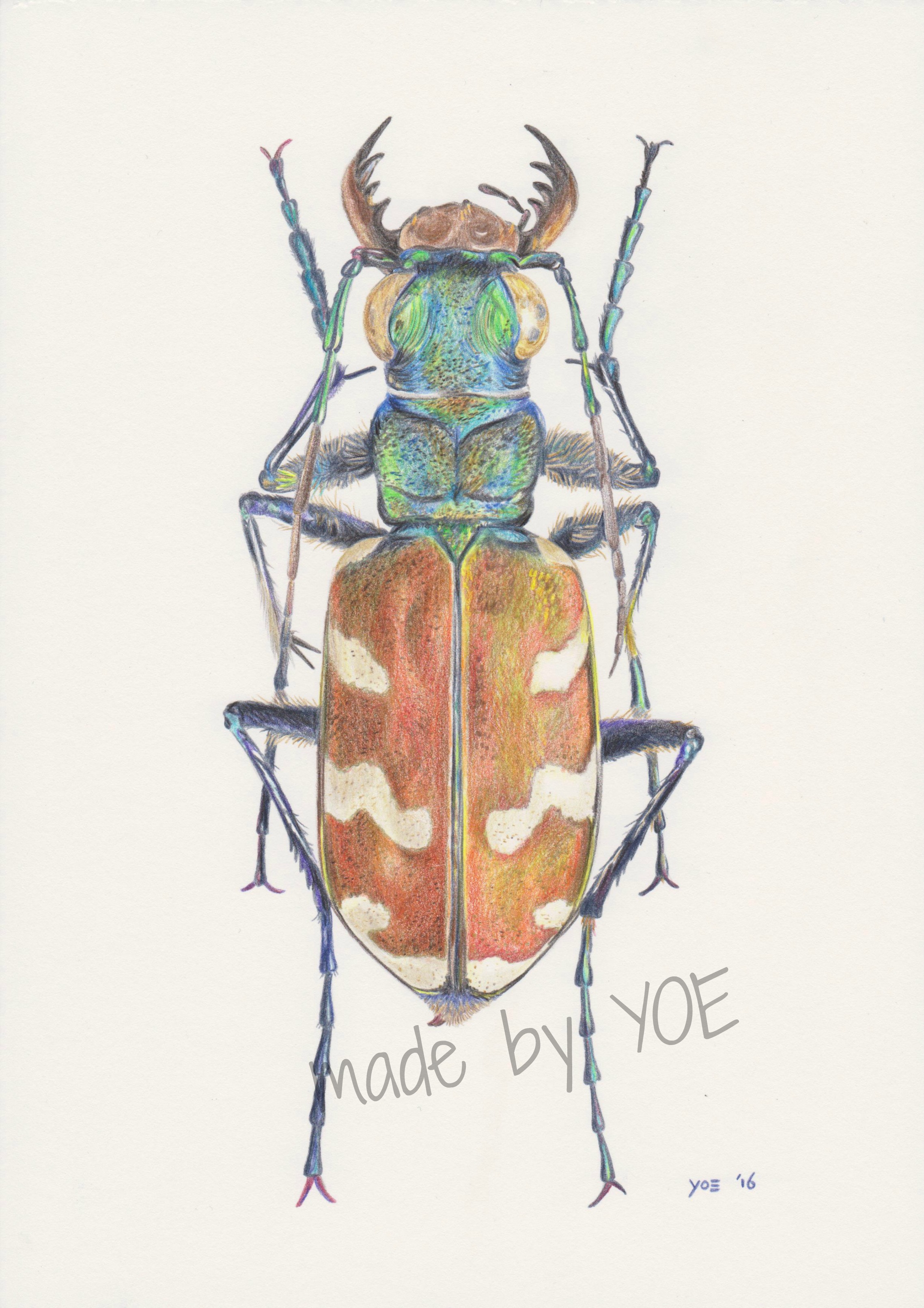 2277x3223 Insect In Coloured Pencil Artwork Colored Pencils