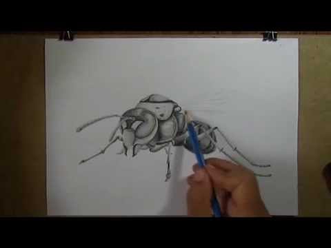 480x360 Pencil Drawing Realistic Insect Part 2