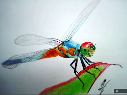 480x360 Tutorial Colored Pencils Drawing How To Draw Dragonfly