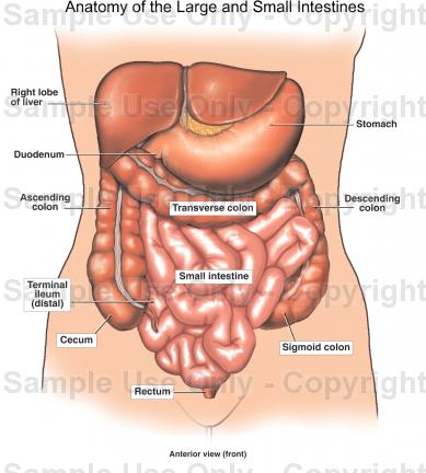389x432 Anatomy Of The Large And Small Intestines