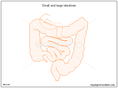 500x375 Small And Large Intestines Illustrations