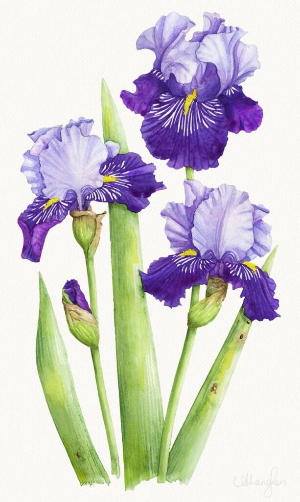 Iris Drawing at GetDrawings | Free download
