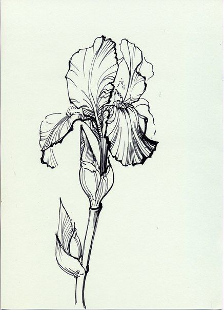 437x604 Tattoo, Iris And Drawings