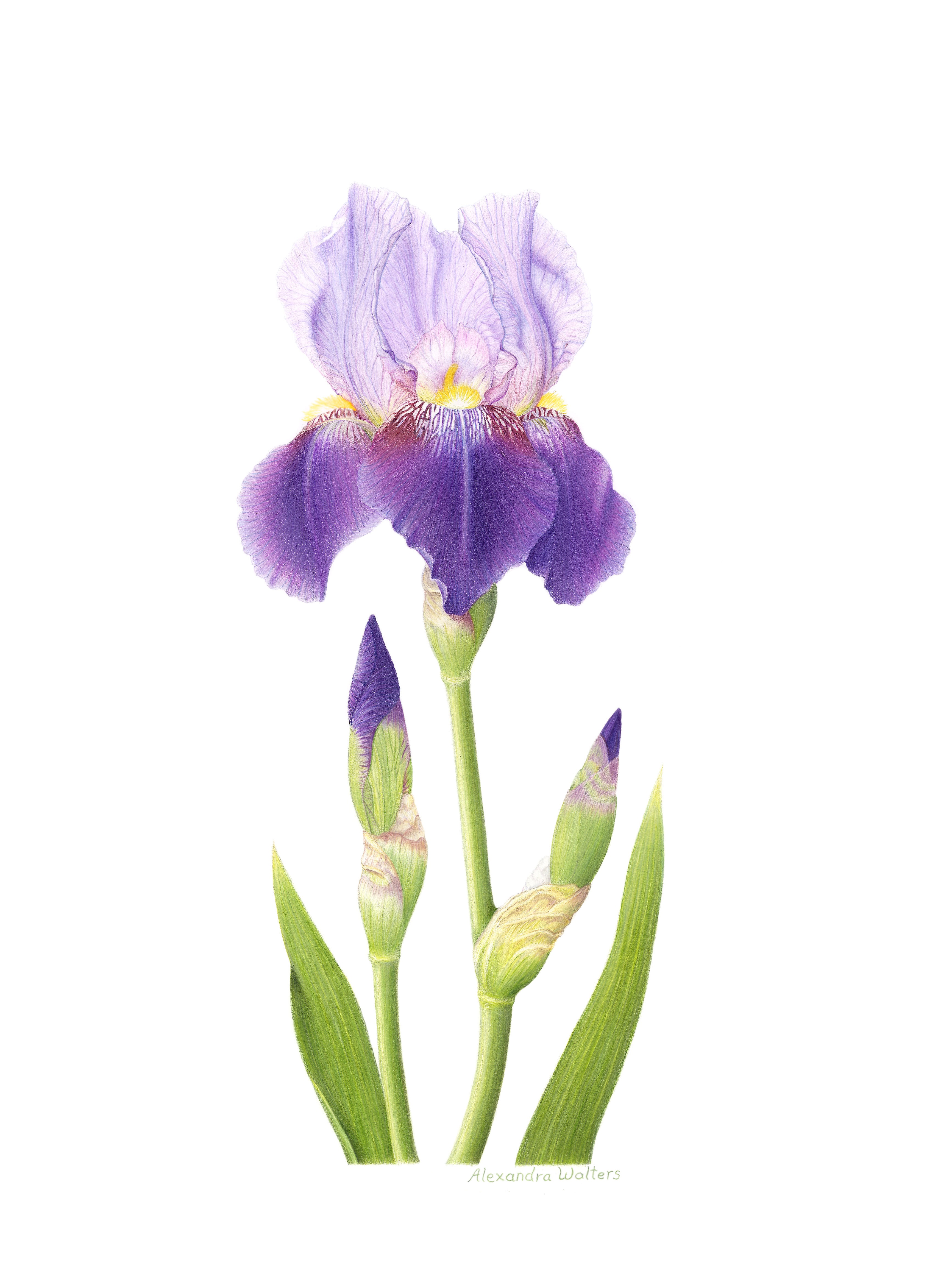 Iris Flower Drawing at GetDrawings | Free download