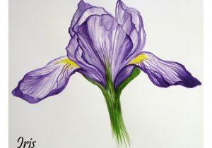 300x210 Iris Flower Drawing