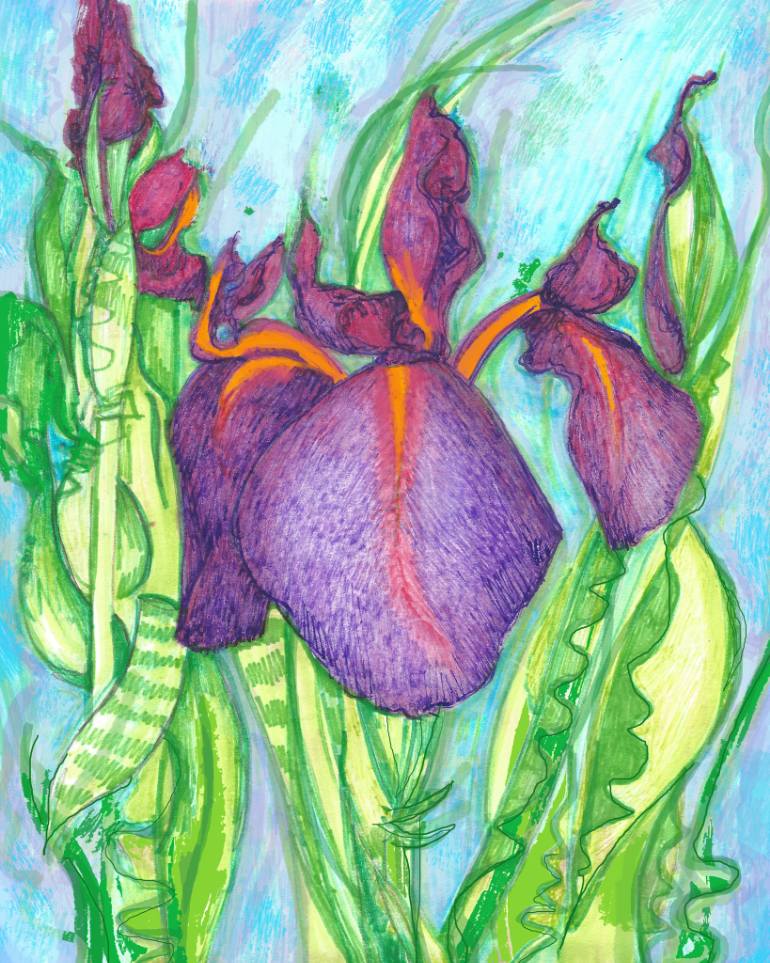 770x963 Saatchi Art New Irises Drawing By Viv Rosser