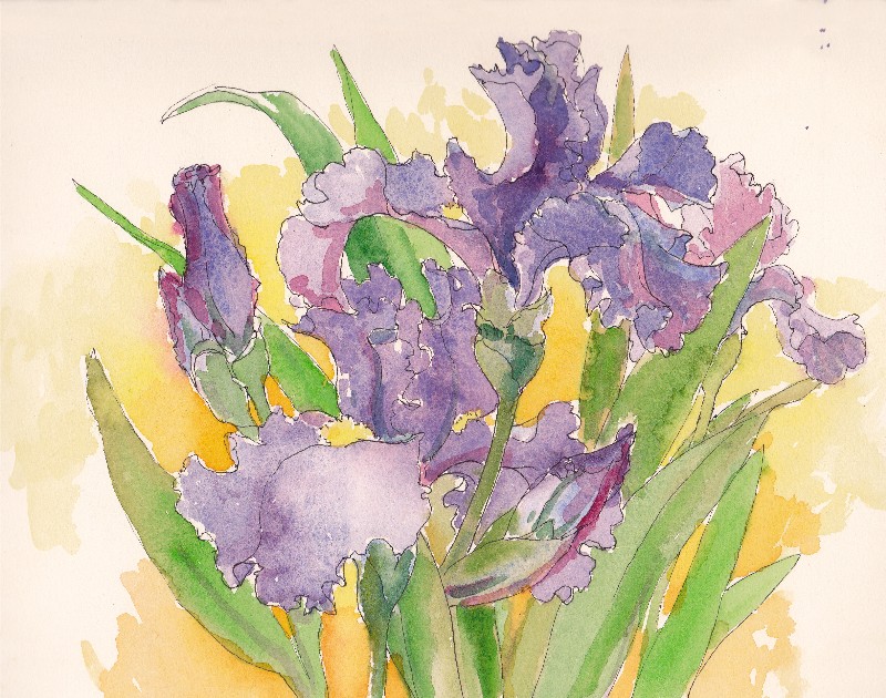 800x630 Tracie Thompson, Artist Irises Drawing, Highland Park Irises