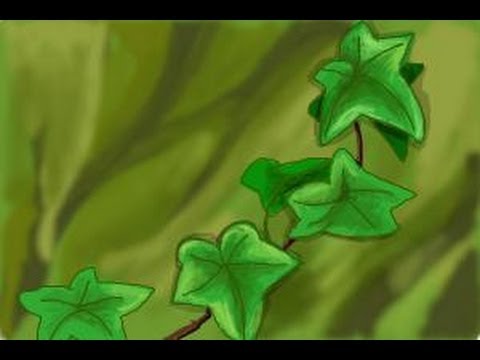 480x360 How To Draw Ivy