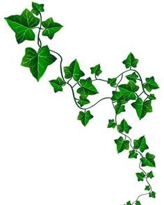 236x295 Pin By Tina Mckinstry On Tat Ideas Tattoo, Ivy