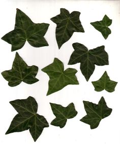 236x283 Ivy Leaf Drawing