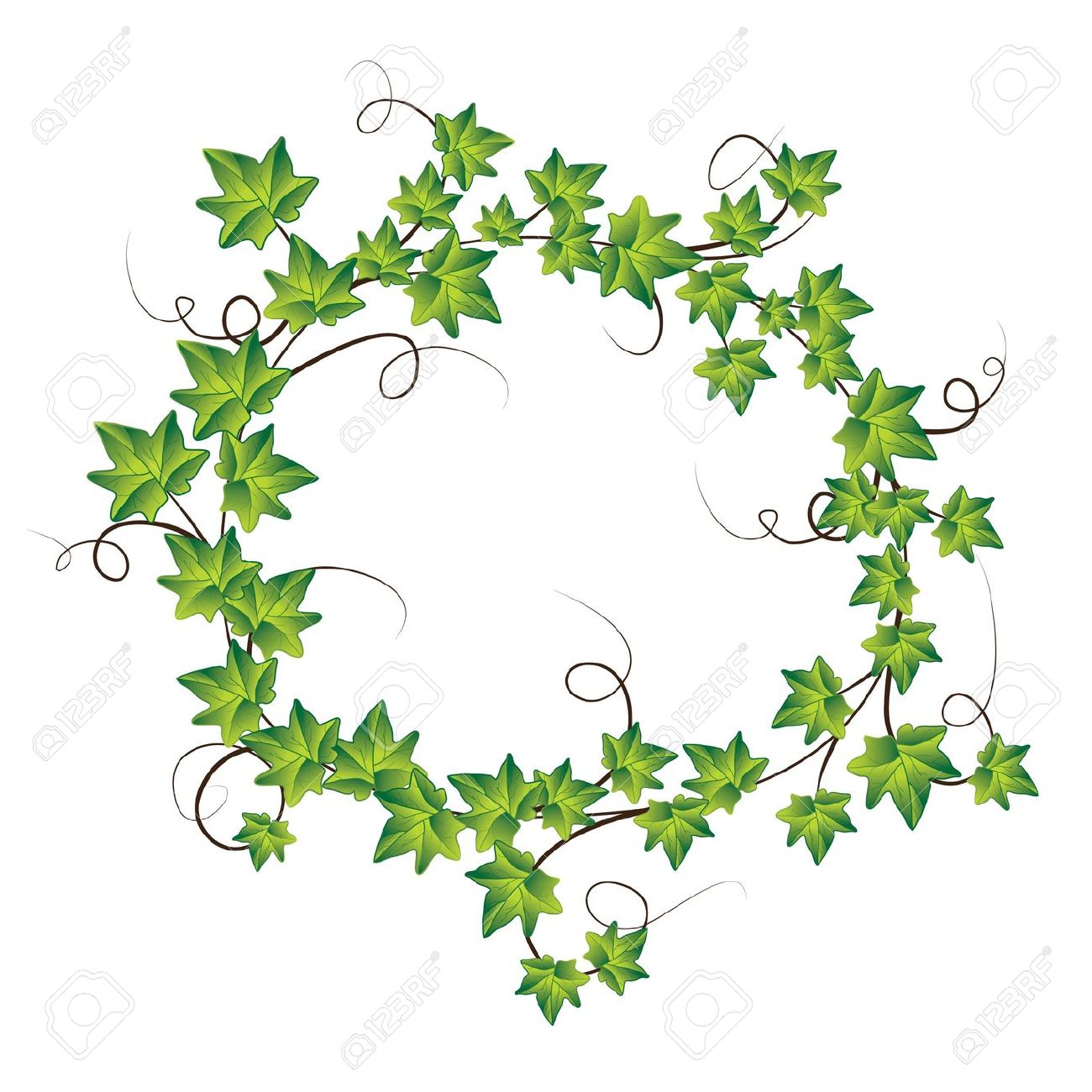 1300x1300 Vine With Maple Like Leaves Drawing