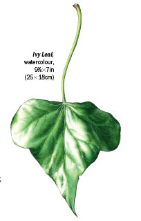 204x320 How To Paint Leaves In Watercolour