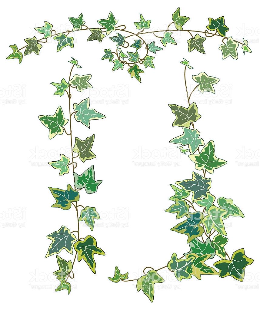 858x1024 Unique Decorative Variegated Ivy Vines With Light And Dark Green