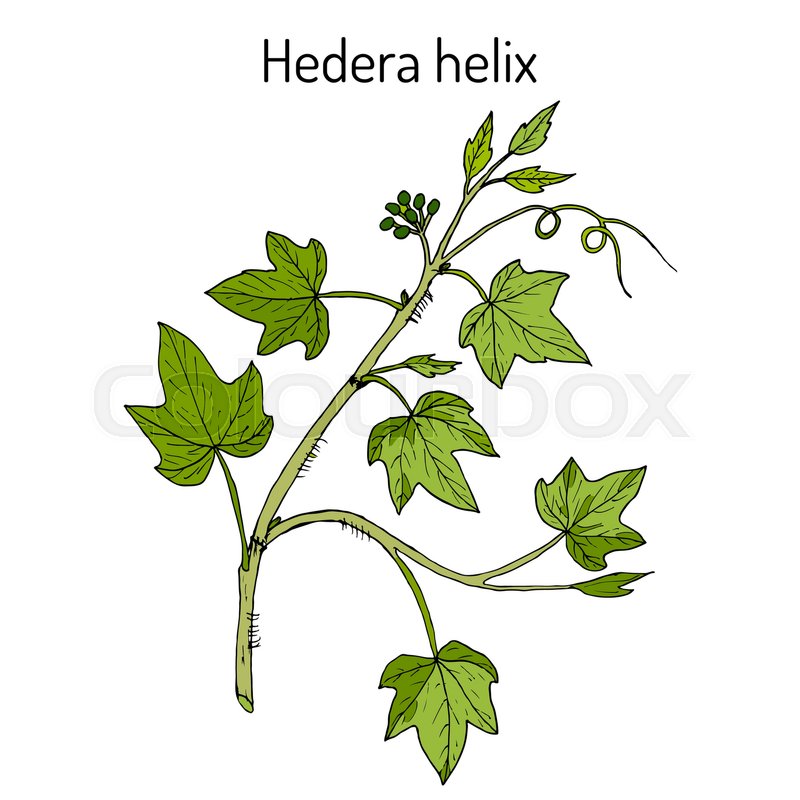800x800 English Ivy Hedera Helix , Ornamental And Medicinal Plant. Hand