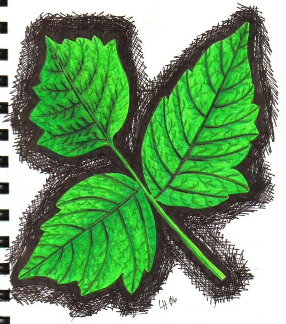 564x640 It's Not A Gecko Doodle Of The Day