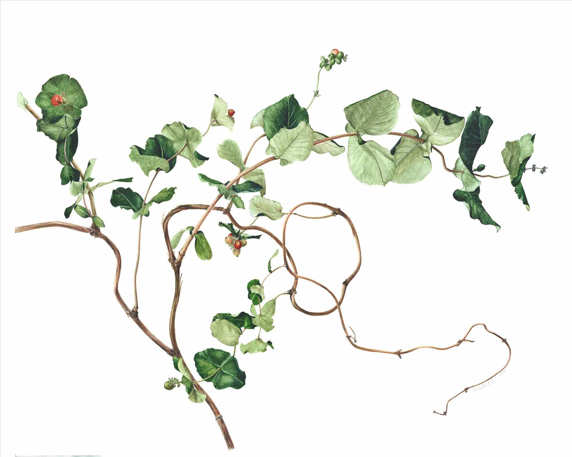 1899x1519 Ivy Plant Drawing