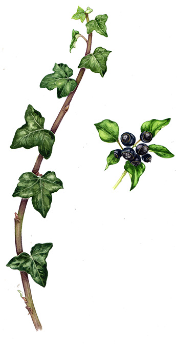 348x671 Lizzie Harper Natural History Illustrator Botanical Illustration