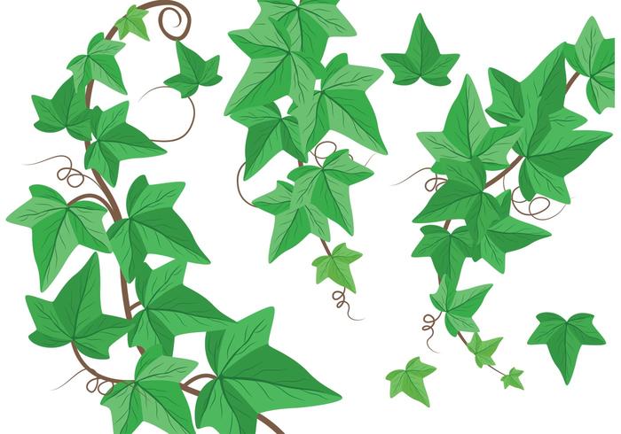 700x490 Ivy Vine Vectors