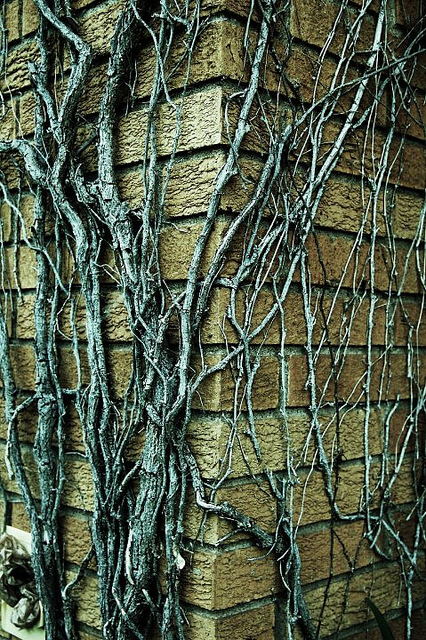 426x640 Ivy Vines On Brick Wall Stone Photos