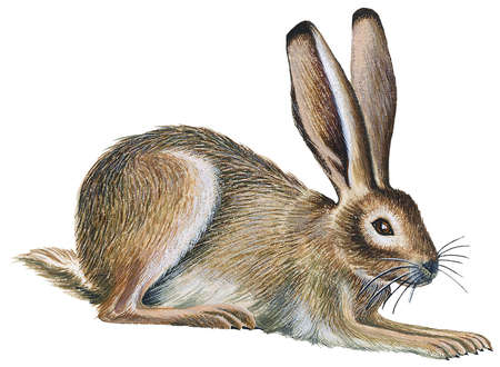 450x330 Stock Illustration