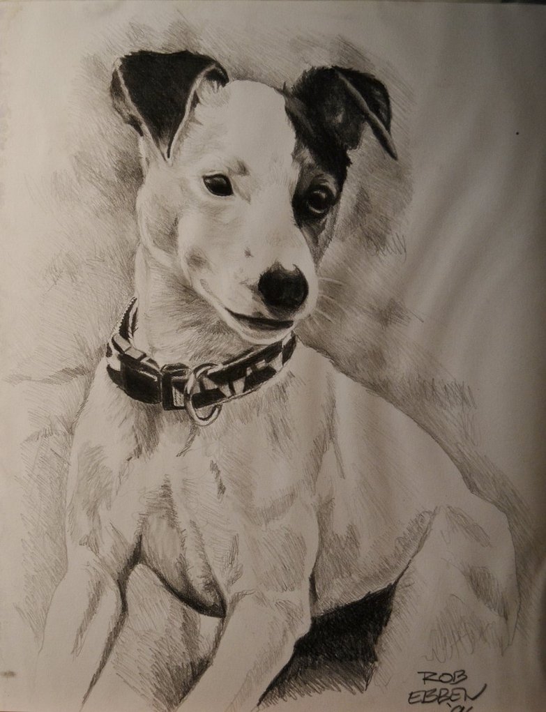 783x1021 Jack Russell Terrier By Mreyecandy66