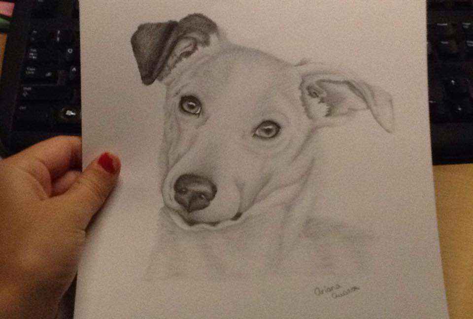 960x648 Jack Russell Drawing (Birthday Present) By Ariana 1997