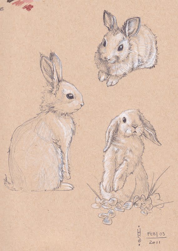 569x800 Rabbit Sketch