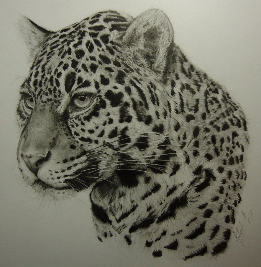 885x903 Jaguar By Dhekalia On Tigerrrr