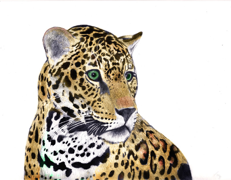 800x623 Jaguar In Color By Mikebontoft