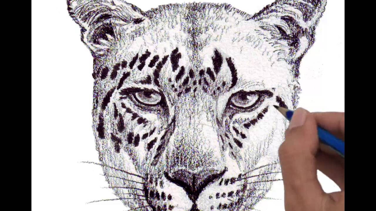 1280x720 Drawing Head Jaguar Full Step