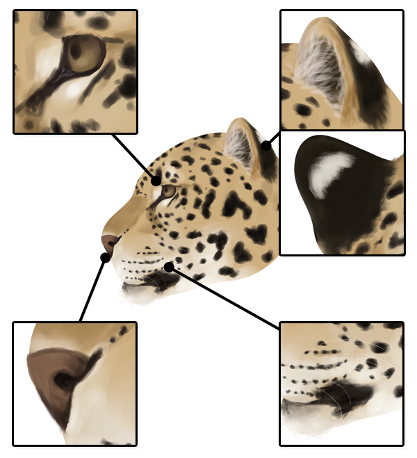 600x659 How To Draw Animals Big Cats, Their Anatomy And Patterns