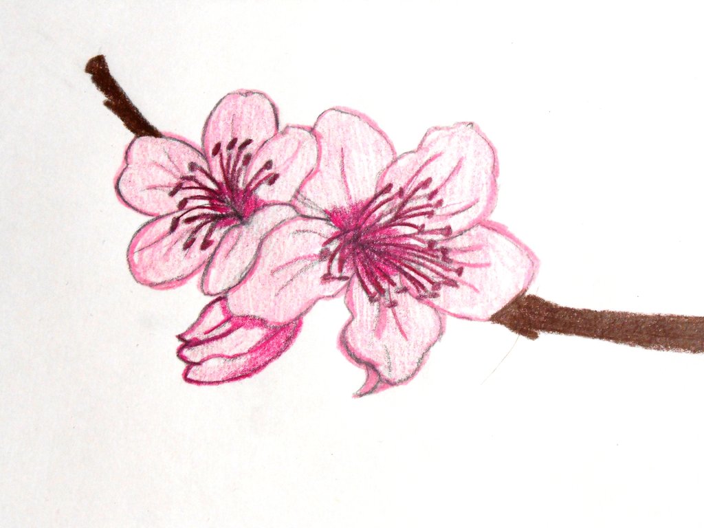 Japanese Cherry Blossom Flower Drawing at GetDrawings | Free download