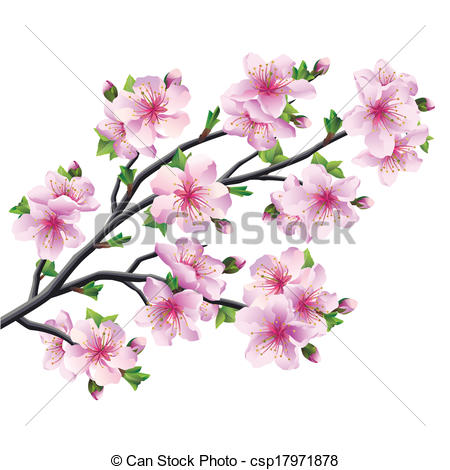 450x470 Japanese Tree Sakura, Cherry Blossom Isolated. Japanese Tree
