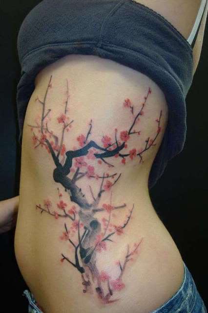426x639 Bengawan Solo Japanese Cherry Tree Drawing