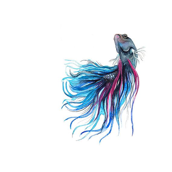 570x572 Siamese Fighting Fish Watercolor By Barbaraszepesiszucs On Etsy