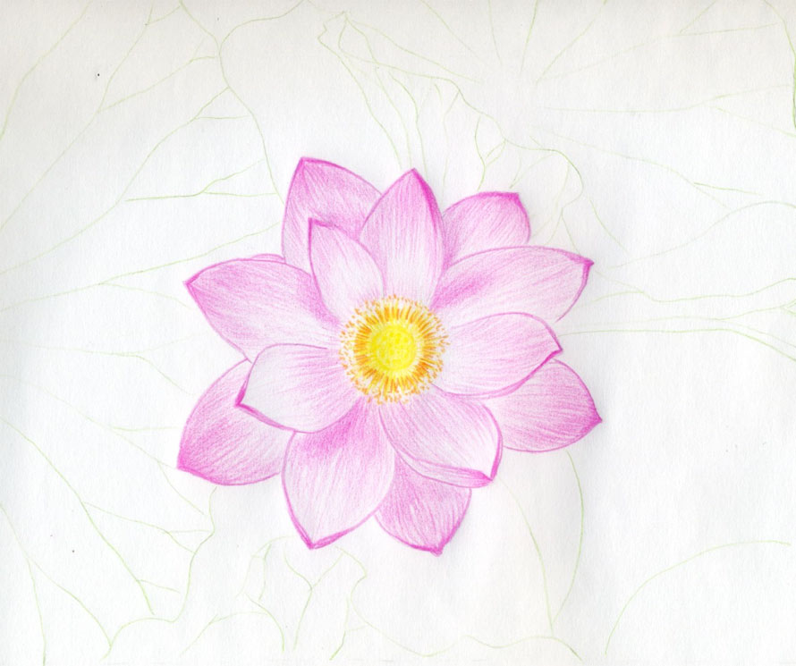 890x745 Lotus Flower Drawings Made Easy