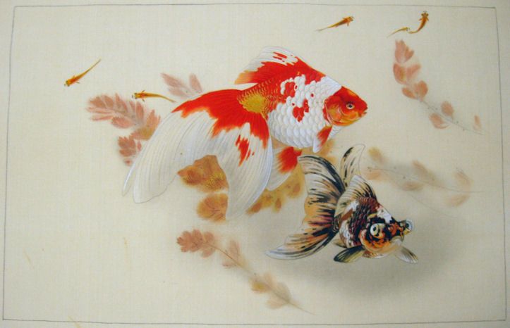 723x466 Pin By Shirley Kan On Goldfish Goldfish