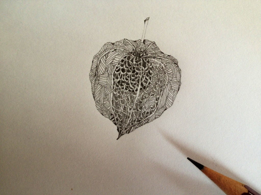 1024x768 Japanese Lantern Plant Drawing Nolita Jpn