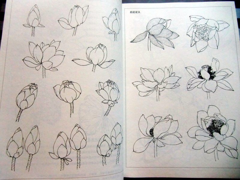 800x600 How To Draw A Lotus Flower