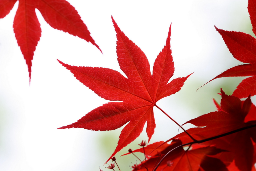 1024x683 Japanese Maple Leaf Japanese Maple Leaves