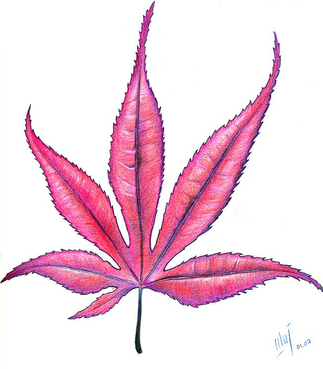 652x746 Japanese Maple Leaf The Only Tattoo I Would Ever Get! Tatuajes