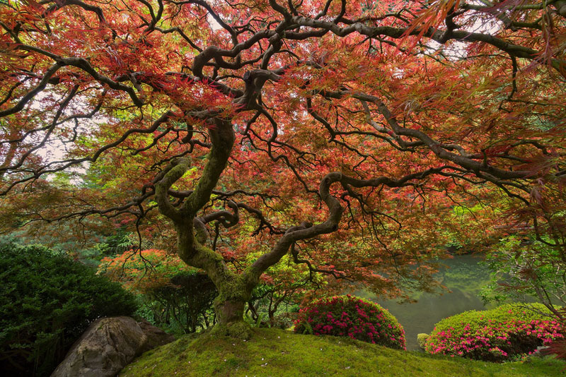 800x534 Picture Of The Day Portland's Famous Japanese Maple