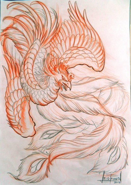 513x720 Fenix Desenho
