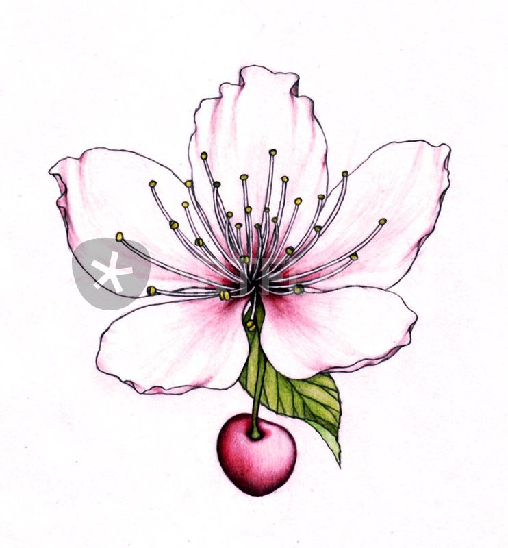 742x800 Cherry Blossom Drawing