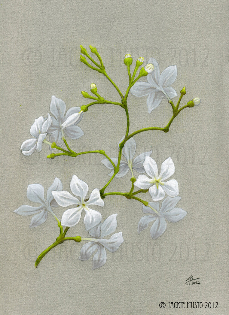 762x1049 Jasmine Flowers By Jackie M Illustrator