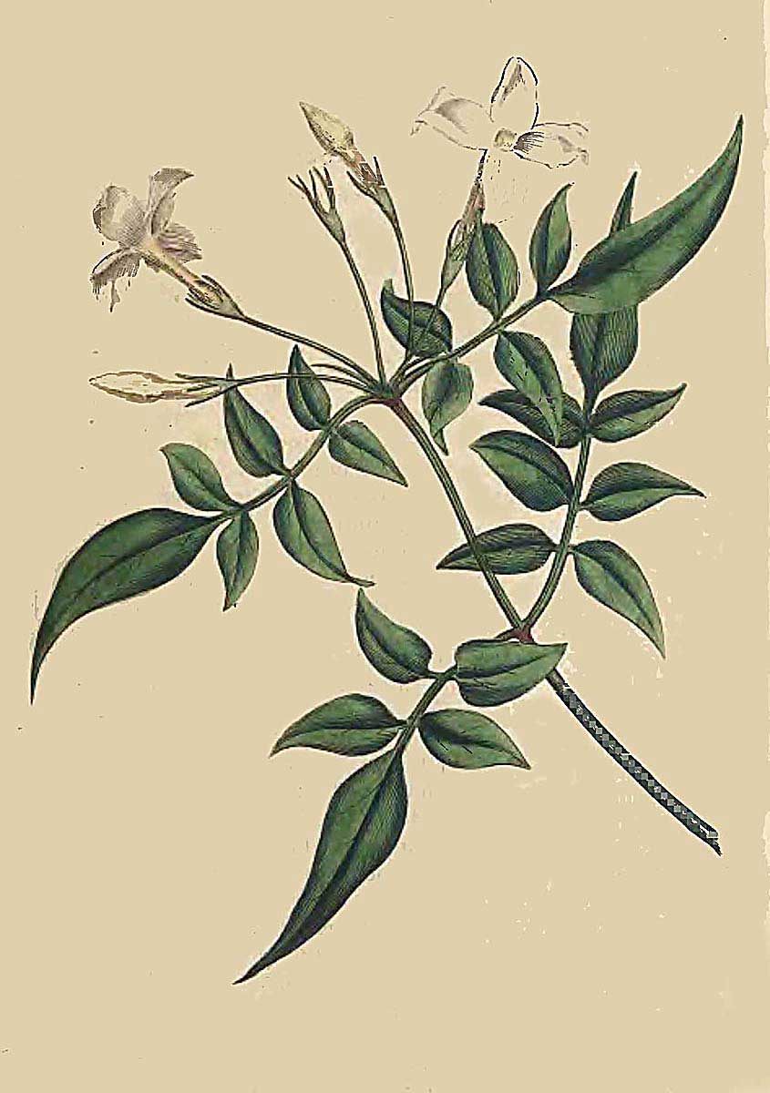 845x1200 Source Dictionnaire