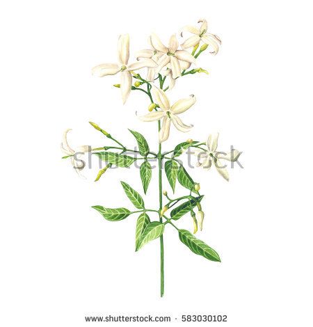 450x470 Watercolor Jasmine Blossom, Isolated On White Background