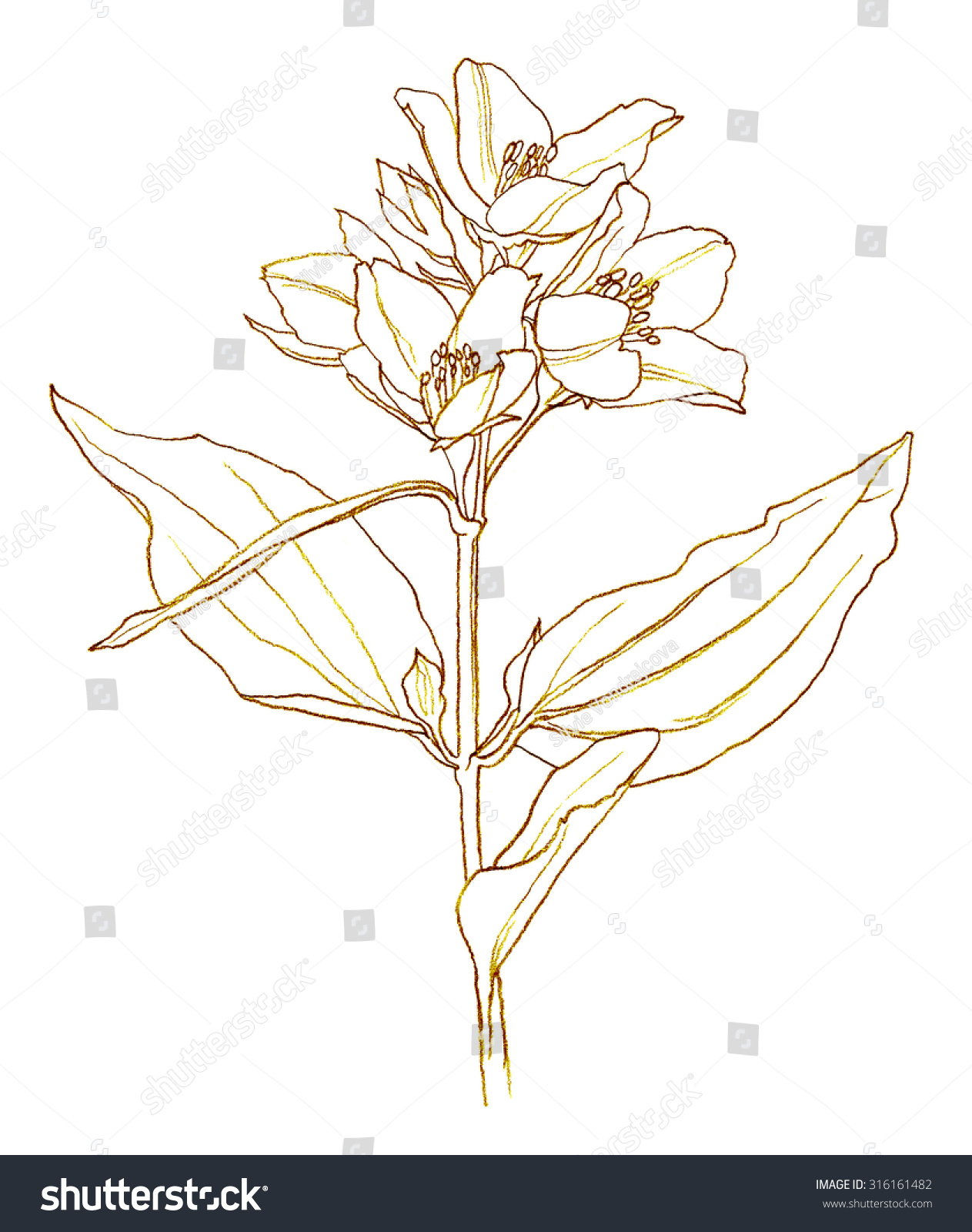 1263x1600 Jasmine Flower Pencil Drawing Flower Blooming Jasmine Tree Pencil