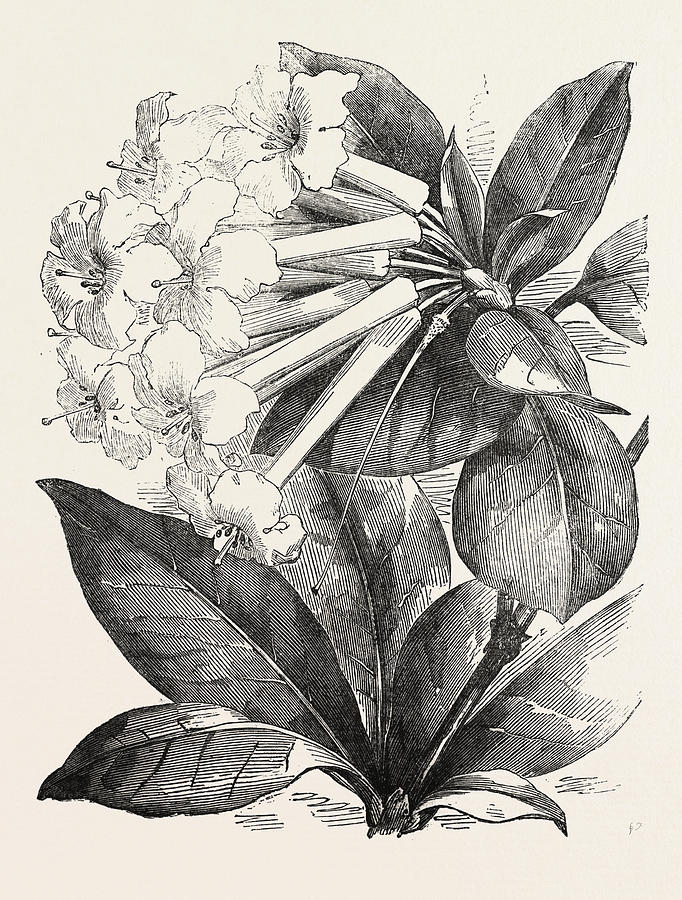 682x900 Jasmine Flower Rhododendron Drawing By English School