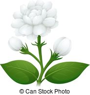 184x194 Jasmine Flower Drawing. Vector Clip Art